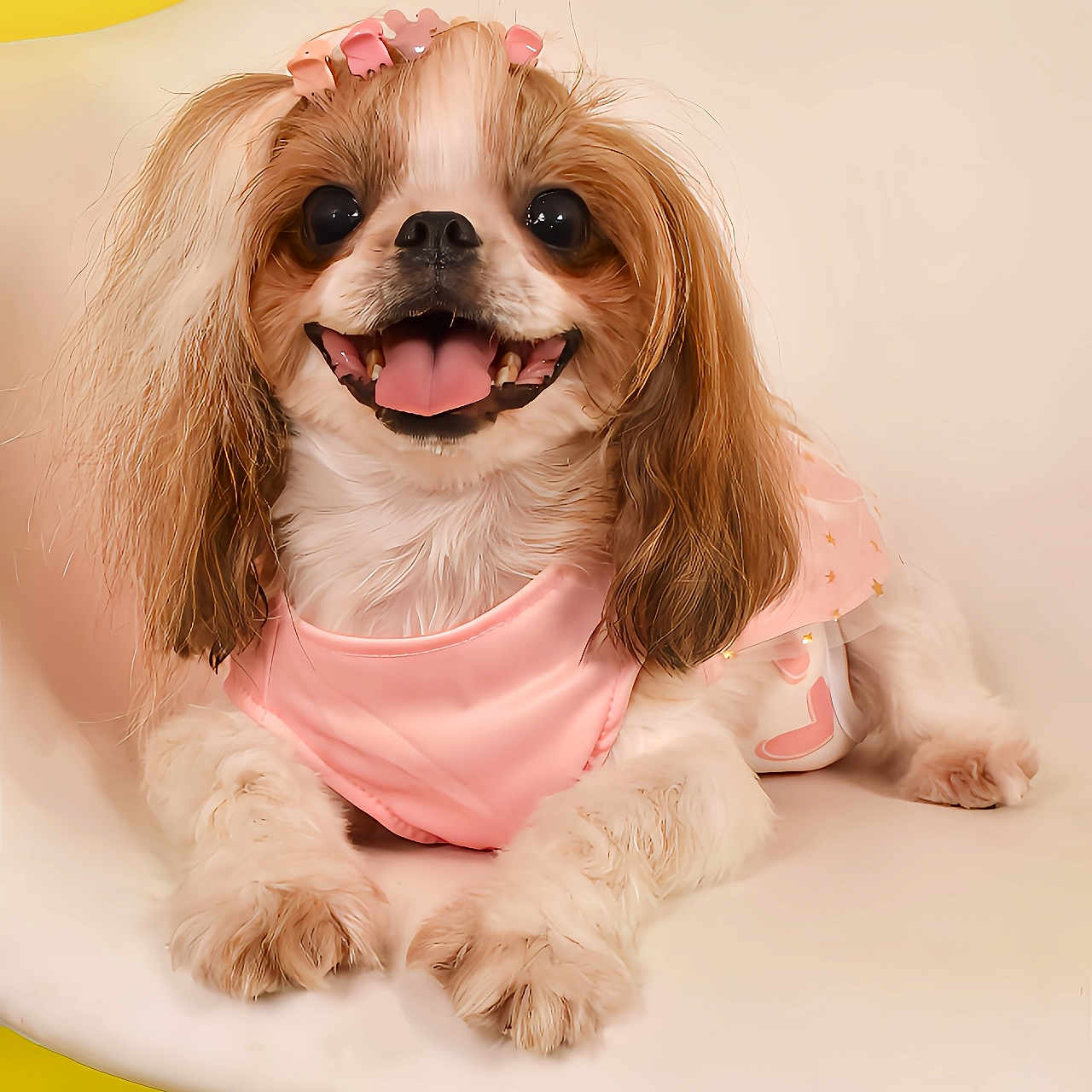 Zoey joined the competition — help win amazing prizes! adorable, animal, closeup, cute, dog, fluffy, hair_clips, happy, indoor, long_hair, paw, pet, pink_clothing, portrait, sitting, small_dog, smiling, tongue, white_chair, yellow_background