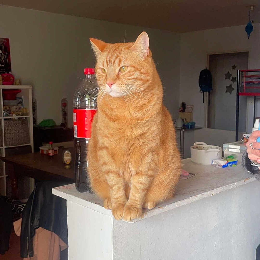 Simba a rejoint le concours — aidez-le/la à gagner de superbes lots ! bag, bottle, calm, cat, coat, domestic_animal, floor, furniture, household_items, indoor, ledges, living_room, looking_away, orange_tabby, person_hand, pet, plastic_bottle, sitting, table, wall