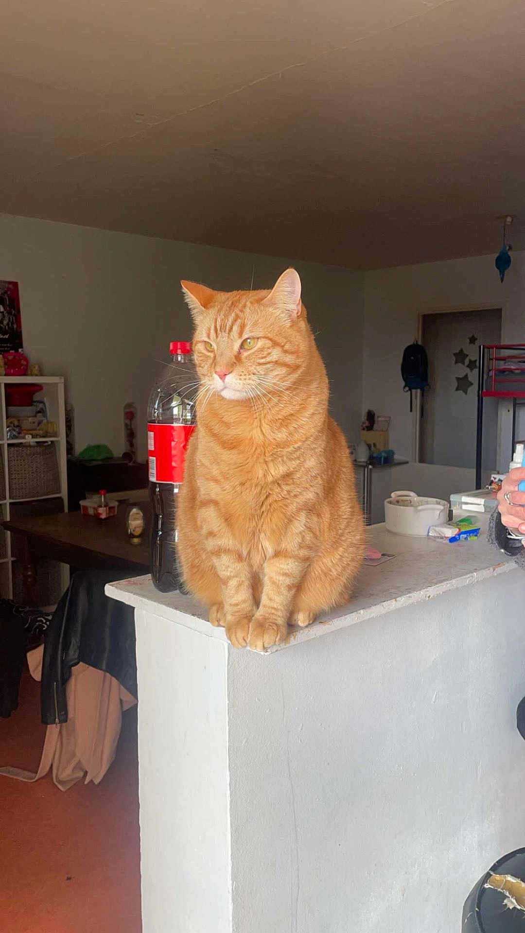 Simba a rejoint le concours — aidez-le/la à gagner de superbes lots ! cat, orange_tabby, indoor, furniture, table, bottle, plastic_bottle, household_items, ledges, wall, floor, coat, bag, person_hand, sitting, pet, domestic_animal, calm, looking_away, living_room