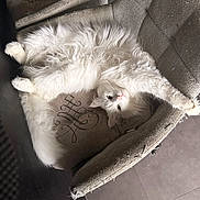 Ghost participe au concours pour gagner de l'argent avec cette photo : cat, white_cat, fluffy, stretching, relaxed, upside_down, armchair, cushion, fabric, indoor, pet, feline, cozy, resting, paw, fur, cute, home, animal, comfortable