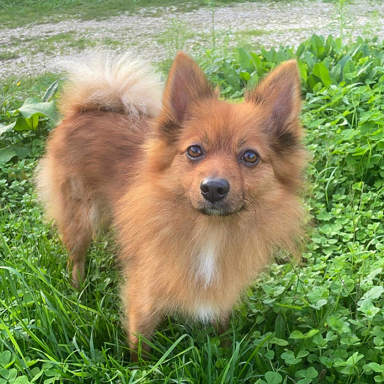 Chanel participe au concours pour gagner de l'argent avec cette photo : animal, canine, cockerspaniel, dog, eskimodog, field, grass, grassland, green, herbal, herbs, lawn, nature, outdoors, papillon, pet, plant, puppy, vegetation, yard