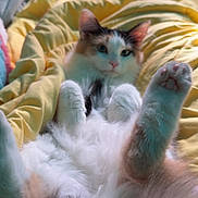 Rat joined the competition — help win amazing prizes! cat, fluffy, lying_down, paws_up, blanket, yellow, indoor, pet, relaxed, fur, cute, resting, cozy, animal, whiskers, pink_paw_pads, bedroom, soft_light, domestic_cat, feline