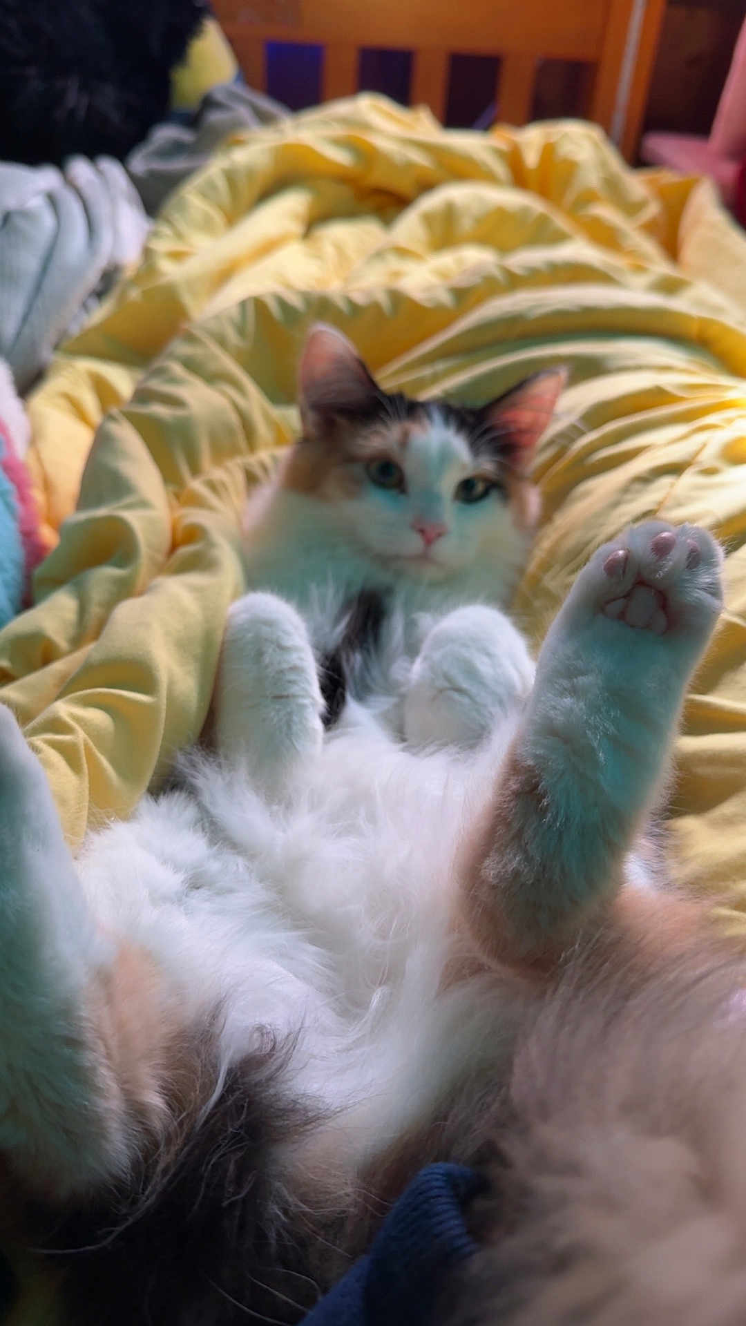 Rat joined the competition — help win amazing prizes! cat, fluffy, lying_down, paws_up, blanket, yellow, indoor, pet, relaxed, fur, cute, resting, cozy, animal, whiskers, pink_paw_pads, bedroom, soft_light, domestic_cat, feline