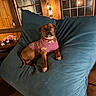 bean_bag, brown_dog, collar, cozy, cushion, dog, furniture, indoor, lamp, living_room, nighttime, paws, pet, pink_sweater, plush, relaxed, sitting, sweater, window, wood_paneling