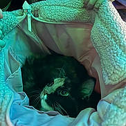 Crimson is registered to the contest to win money with this photo: cat, tuxedo_cat, pet, fleece, jacket, lining, zipper, hands, whiskers, green_lighting, close_up, indoor, cozy, eye_contact, fur, pocket, portrait, looking_up, soft_texture, container