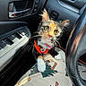 air_vent, car_interior, cat, collar, cute, dashboard, door_handle, fur, harness, kitten, lap, leather, paws, printed_pants, seat, steering_wheel, sunlight, whiskers, window_controls, yellow_eyes