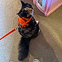 Crimson is registered to the contest to win money with this photo: cat, calico_cat, harness, orange_harness, leash, orange_leash, carpet, indoor, fluffy_tail, looking_up, whiskers, green_eyes, pink_toy_kitchen, plastic_toy, shoes, feet, sitting, curious, pet, floor
