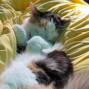 Mouse is registered to the contest to win money with this photo: cat, sleeping, fluffy, fur, yellow_blanket, bed, cozy, nap, indoor, resting, cute, pet, animal, whiskers, soft, relaxed, domestic, feline, warm, comfort