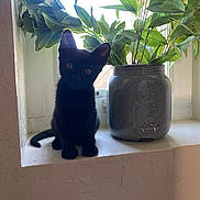 Prim Rose joined the competition — help win amazing prizes! cat, kitten, black_cat, windowsill, mason_jar, plants, greenery, indoor, daylight, window, curious, pet, animal, feline, nature, home, decor, leaf, still_life, cute