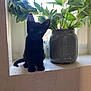cat, kitten, black_cat, windowsill, mason_jar, plants, greenery, indoor, daylight, window, curious, pet, animal, feline, nature, home, decor, leaf, still_life, cute