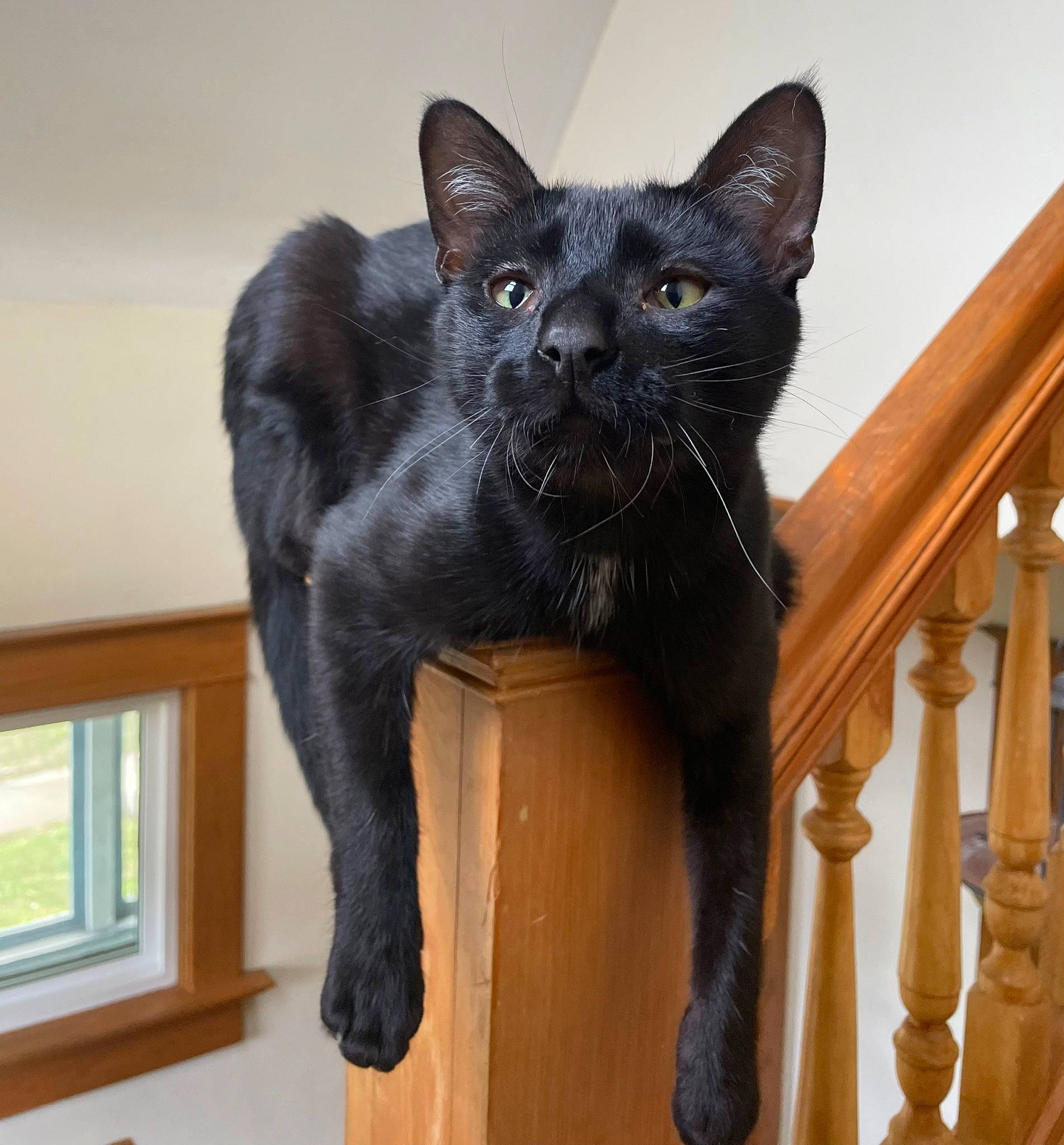 Sanderson is registered to the contest to win money with this photo: black_cat, bombay, carnivore, cat, claw, domestic_short_haired_cat, felidae, fur, hardwood, plant, small_to_medium_sized_cats, snout, tail, terrestrial_animal, tree, whiskers, window, wood