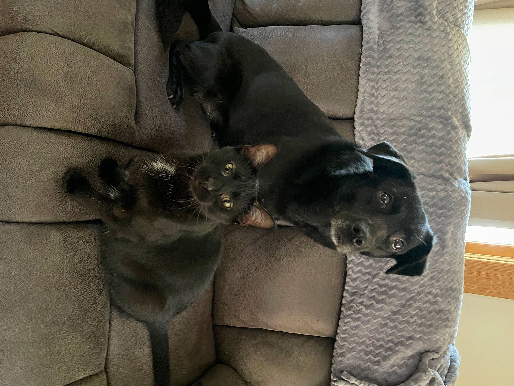 Sanderson is registered to the contest to win money with this photo: auto_part, canidae, car_seat, car_seat_cover, carnivore, collar, comfort, companion_dog, dog, dog_breed, dog_collar, dog_supply, fawn, grey, non_sporting_group, snout, sporting_group, tail, working_animal