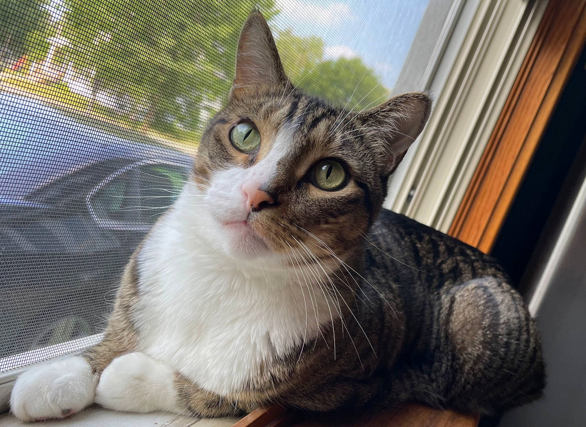 Guac is registered to the contest to win money with this photo: carnivore, cat, domestic_short_haired_cat, door, fawn, felidae, fur, iris, paw, sitting, small_to_medium_sized_cats, snout, tail, tree, whiskers, window