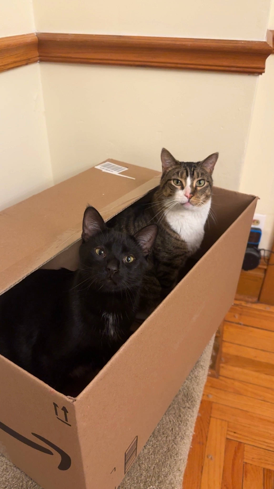 Guac joined the competition — help win amazing prizes! box, cardboard, carnivore, carton, cat, domestic_short_haired_cat, drawer, felidae, flooring, fur, grey, hardwood, packaging_and_labeling, packing_materials, room, shipping_box, small_to_medium_sized_cats, tail, whiskers, wood