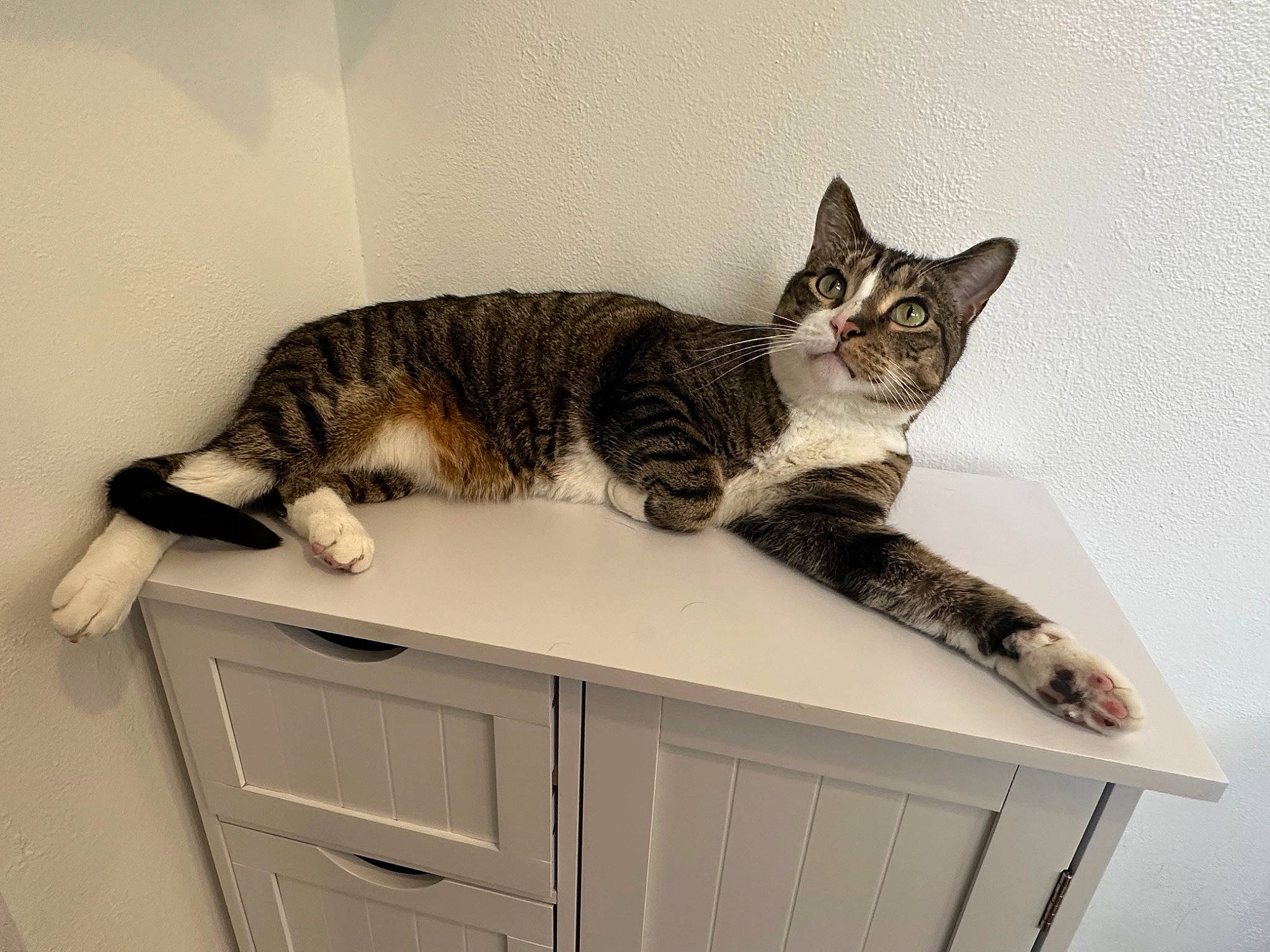 Guac joined the competition — help win amazing prizes! art, cabinetry, carnivore, cat, comfort, cupboard, domestic_short_haired_cat, drawer, felidae, fur, hardwood, metal, paw, pet_supply, room, small_to_medium_sized_cats, snout, tail, whiskers, wood