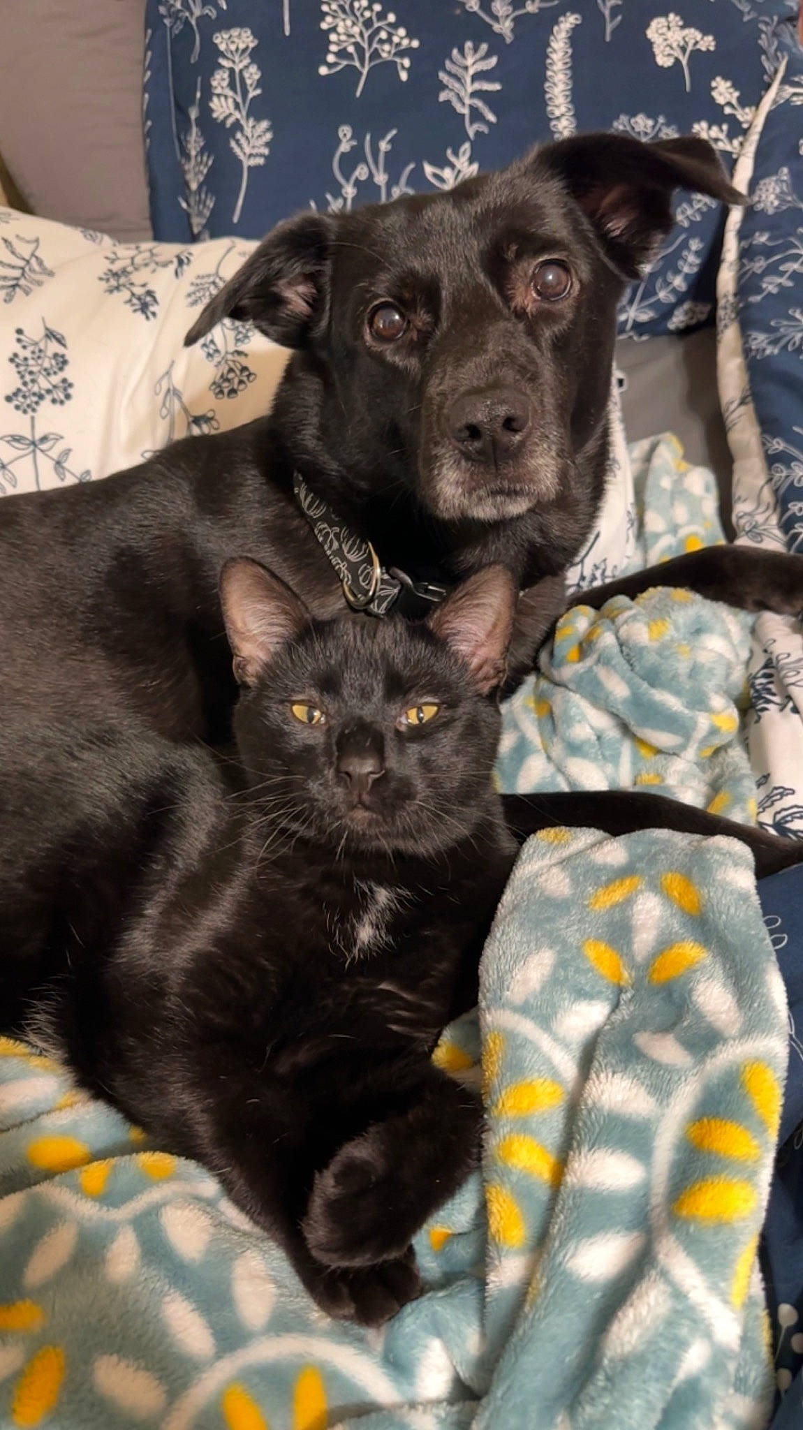 Lucy is registered to the contest to win money with this photo: black_cat, bombay, canidae, carnivore, cat, collar, comfort, companion_dog, dog, dog_breed, domestic_short_haired_cat, felidae, fur, guard_dog, small_to_medium_sized_cats, snout, sporting_group, toy_dog, whiskers, working_animal