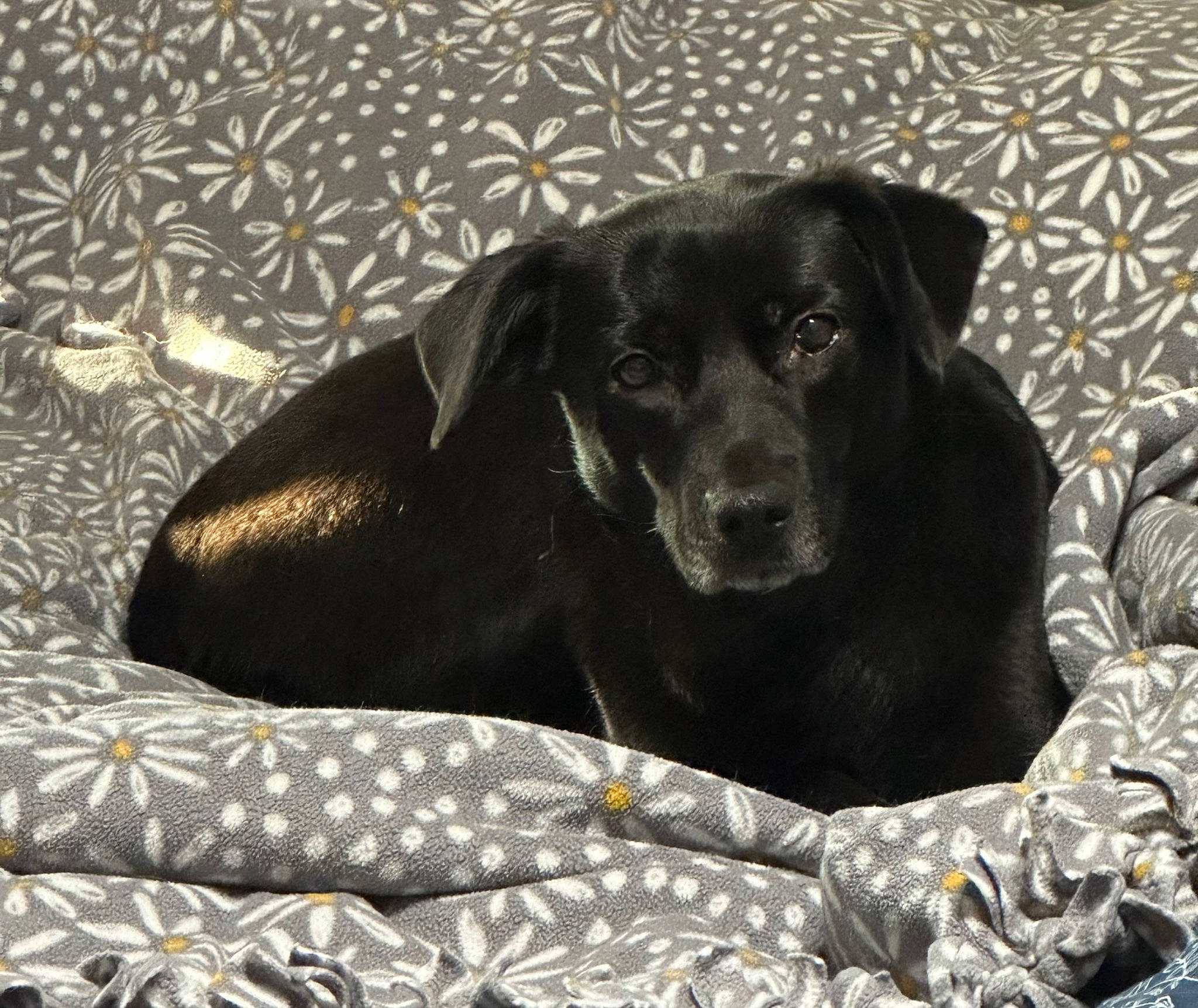 Lucy is registered to the contest to win money with this photo: borador, canidae, carnivore, comfort, companion_dog, dog, dog_breed, dog_supply, fur, grey, guard_dog, gun_dog, linens, liver, pattern, pet_supply, retriever, sporting_group, terrestrial_animal, working_animal