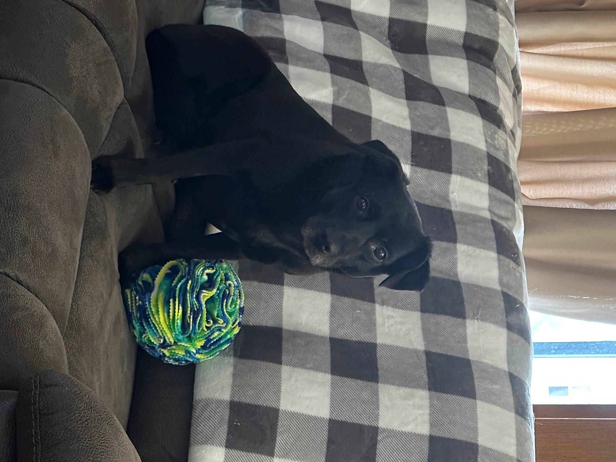 Lucy joined the competition — help win amazing prizes! black_cat, carnivore, cat, comfort, companion_dog, dog, dog_breed, electric_blue, felidae, grey, linens, mammal, pattern, plaid, small_to_medium_sized_cats, sporting_group, tartan, tints_and_shades, vertebrate, whiskers