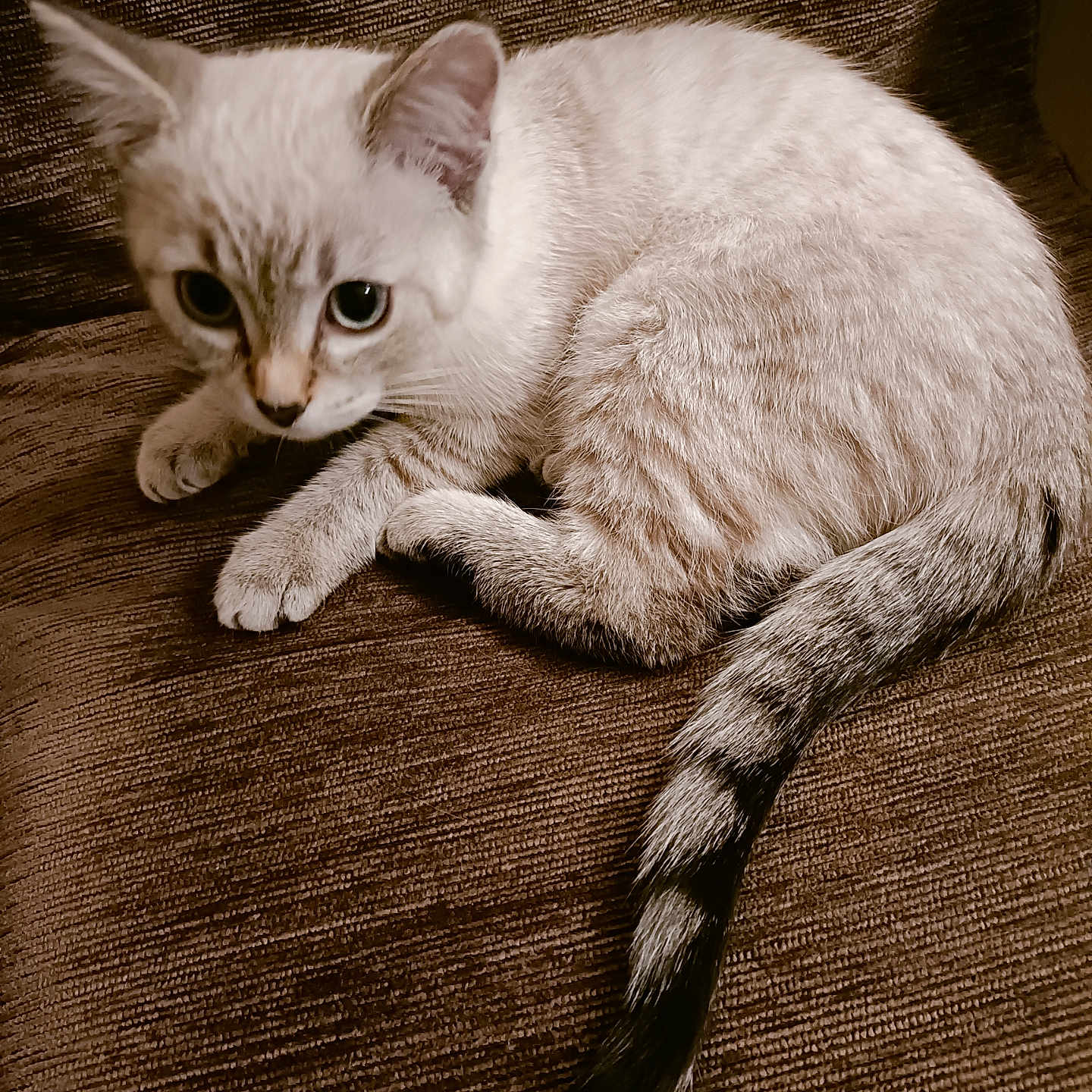 Athéna a rejoint le concours — aidez-le/la à gagner de superbes lots ! alert, animal, brown_fabric, cat, closeup, curious, cute, domestic_cat, ears, feline, indoor, paws, pet, sitting, soft_fur, striped_tail, tabby, texture, whiskers, young_cat