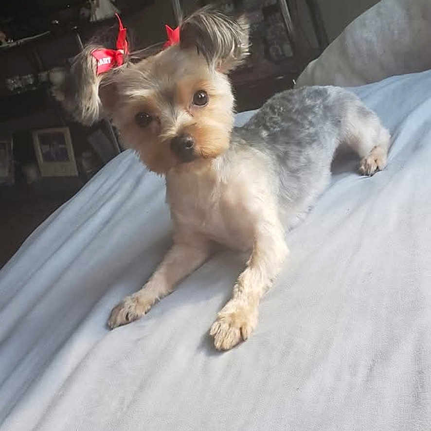 Tesoro is registered to the contest to win money with this photo: dog, pet, bed, indoor, furniture, blanket, bow, ears, small_dog, cute, looking_at_camera, social_media_overlay, comment, reaction, living_room, photograph, animal, domestic, resting, decor