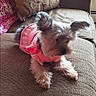 dog, small_dog, pet, couch, furniture, pink_dress, clothing, indoor, living_room, pillow, plant, window, natural_light, relaxing, cute, fur, animal, companion, domestic_animal, cozy
