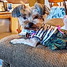 Tesoro joined the competition — help win amazing prizes! dog, small_dog, pet_clothing, striped_shirt, camo_skirt, couch, living_room, family_photos, wooden_chair, table, homedecor, carpet, indoor, furniture, cute, relaxed, portrait, animal, companion, cozy