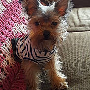 Tesoro joined the competition — help win amazing prizes! dog, small_dog, pet, striped_clothing, couch, blanket, knitted_blanket, fur, ears, sitting, indoor, curious, cute, animal, companion, home, cozy, portrait, furniture, textile