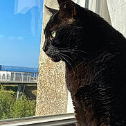 Vador participe au concours pour gagner de l'argent avec cette photo : animal, black_cat, calm, cat, close_up, daylight, domestic_cat, fur, green_eyes, indoor, looking_out, nature, outdoor_view, pet, profile, quiet, reflection, serene, sunlight, window