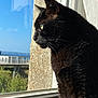 animal, black_cat, calm, cat, close_up, daylight, domestic_cat, fur, green_eyes, indoor, looking_out, nature, outdoor_view, pet, profile, quiet, reflection, serene, sunlight, window