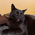 Lionel R.