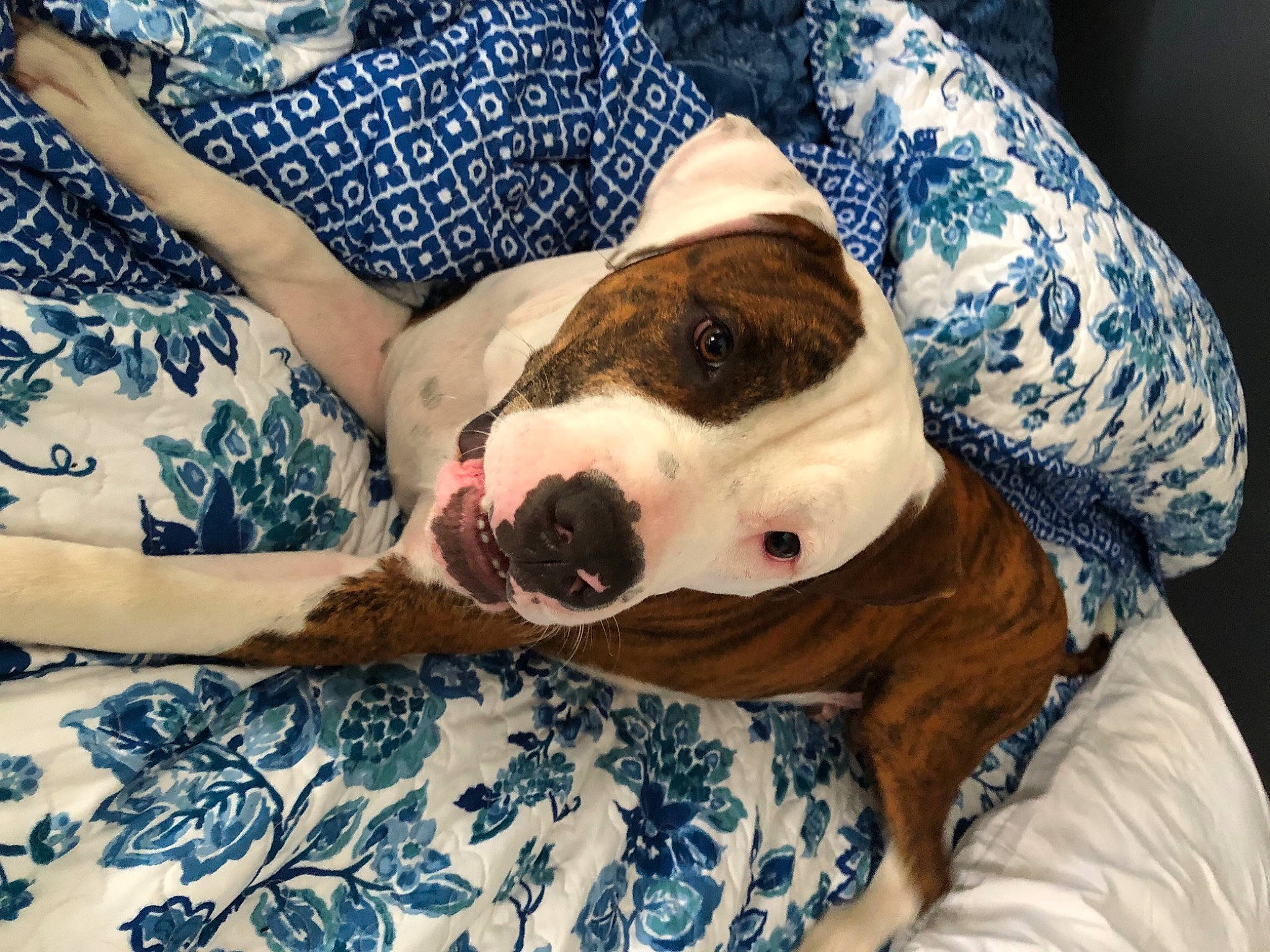 Baxter joined the competition — help win amazing prizes! canidae, carnivore, collar, comfort, companion_dog, dog, dog_breed, dog_collar, ear, fawn, fur, happy, head, human_leg, linens, non_sporting_group, pattern, snout, sporting_group, working_animal