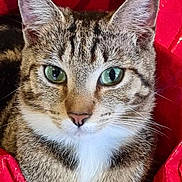 Sushi participe au concours pour gagner de l'argent avec cette photo : alert, animal, cat, close_up, comfort, cute, domestic_cat, ears, face, feline, fur, green_eyes, indoor, pet, portrait, red_bag, relaxed, resting, tabby, whiskers