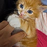 kitten, cat, orange_and_white, blue_eyes, fluffy, fur, paws, whiskers, ears, close_up, cuddling, hand, indoor, cozy, blanket, portrait, cute, pet, sleepy, vertical_photo