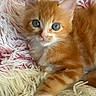 Chucky participe au concours pour gagner de l'argent avec cette photo : kitten, cat, ginger, orange, feline, animal, pet, cute, fluffy, fur, whiskers, blue_eyes, portrait, closeup, sitting, lying_down, blanket, soft, indoors, adorable