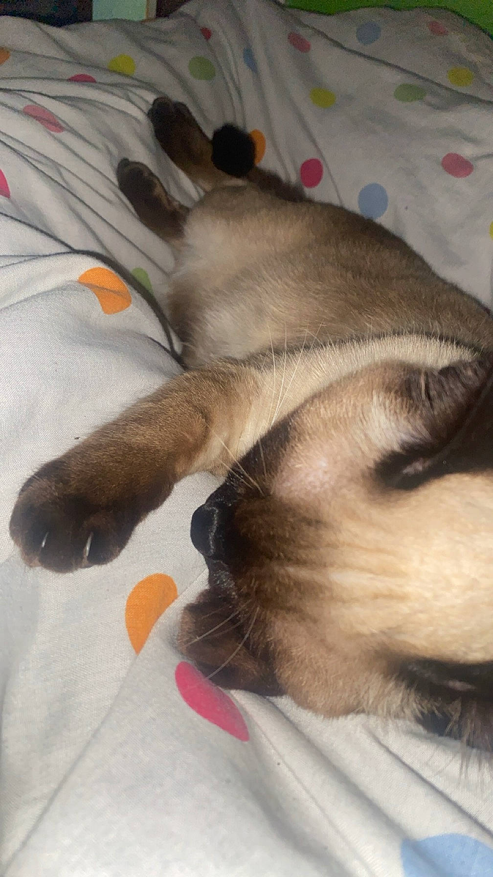 étoile a rejoint le concours — aidez-le/la à gagner de superbes lots ! carnivore, claw, comfort, companion_dog, dog_breed, ear, fawn, felidae, foot, fur, gesture, grey, linens, paw, small_to_medium_sized_cats, snout, tail, terrestrial_animal, whiskers, working_animal