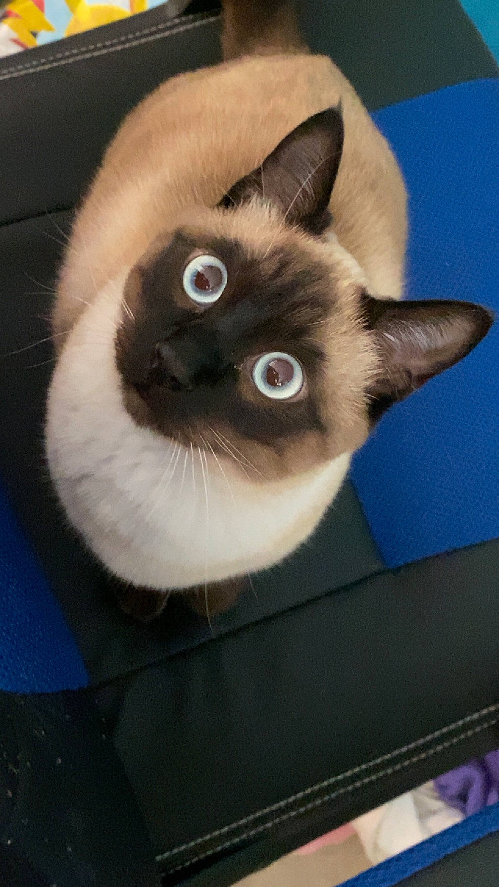 étoile a rejoint le concours — aidez-le/la à gagner de superbes lots ! balinese, birman, box, carnivore, cat, fawn, felidae, fur, head, siamese, small_to_medium_sized_cats, snout, thai, whiskers