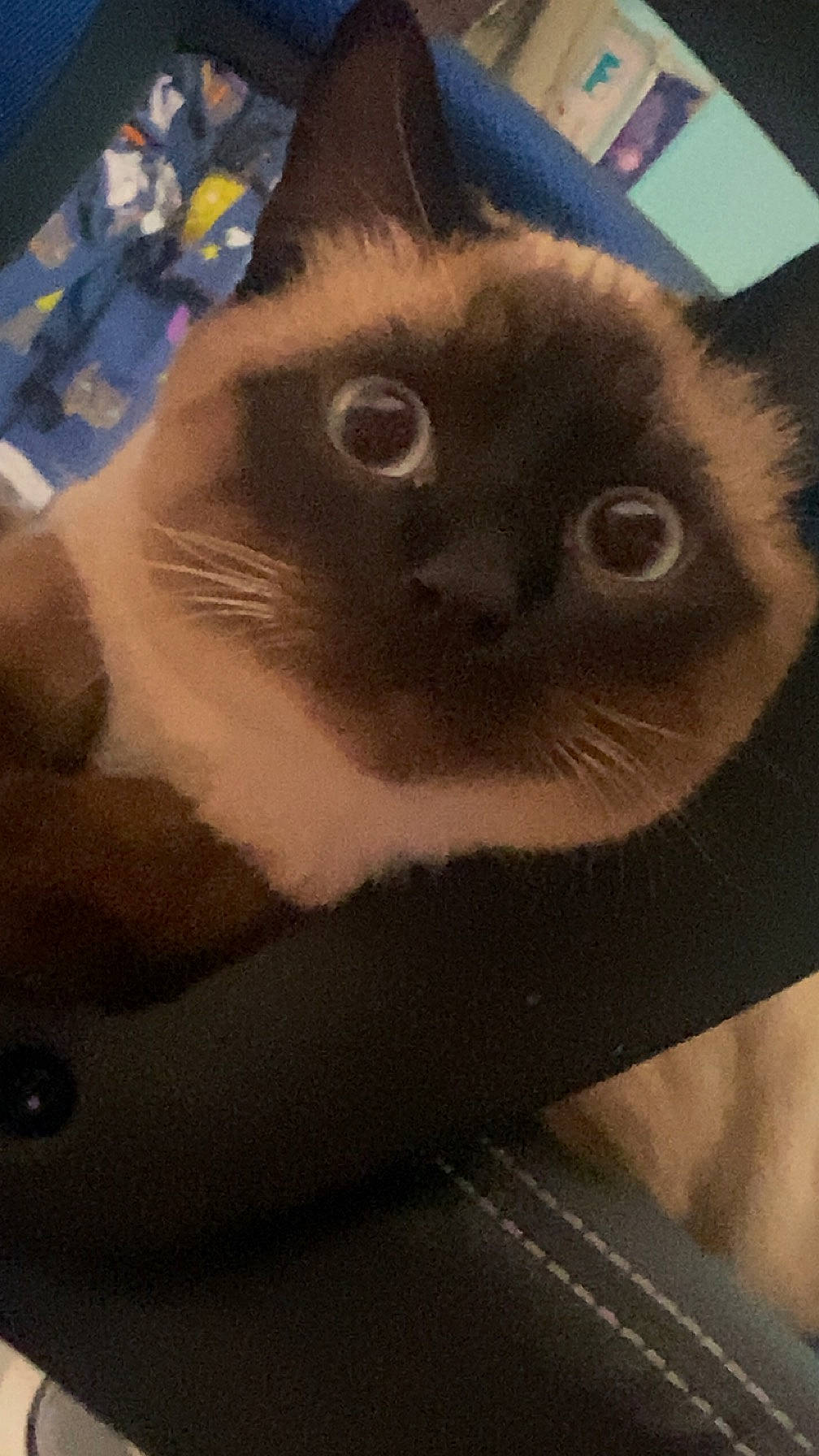 étoile a rejoint le concours — aidez-le/la à gagner de superbes lots ! box, carnivore, cat, comfort, domestic_short_haired_cat, fawn, felidae, fur, small_to_medium_sized_cats, snout, square, terrestrial_animal, whiskers