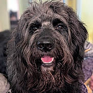 Jinks is registered to the contest to win money with this photo: adorable, animal, black_fur, canine, close_up, companion, cute, dog, domestic_animal, face, fluffy, friendly, furry, happy, indoor, looking_at_camera, mammal, pet, portrait, tongue_out