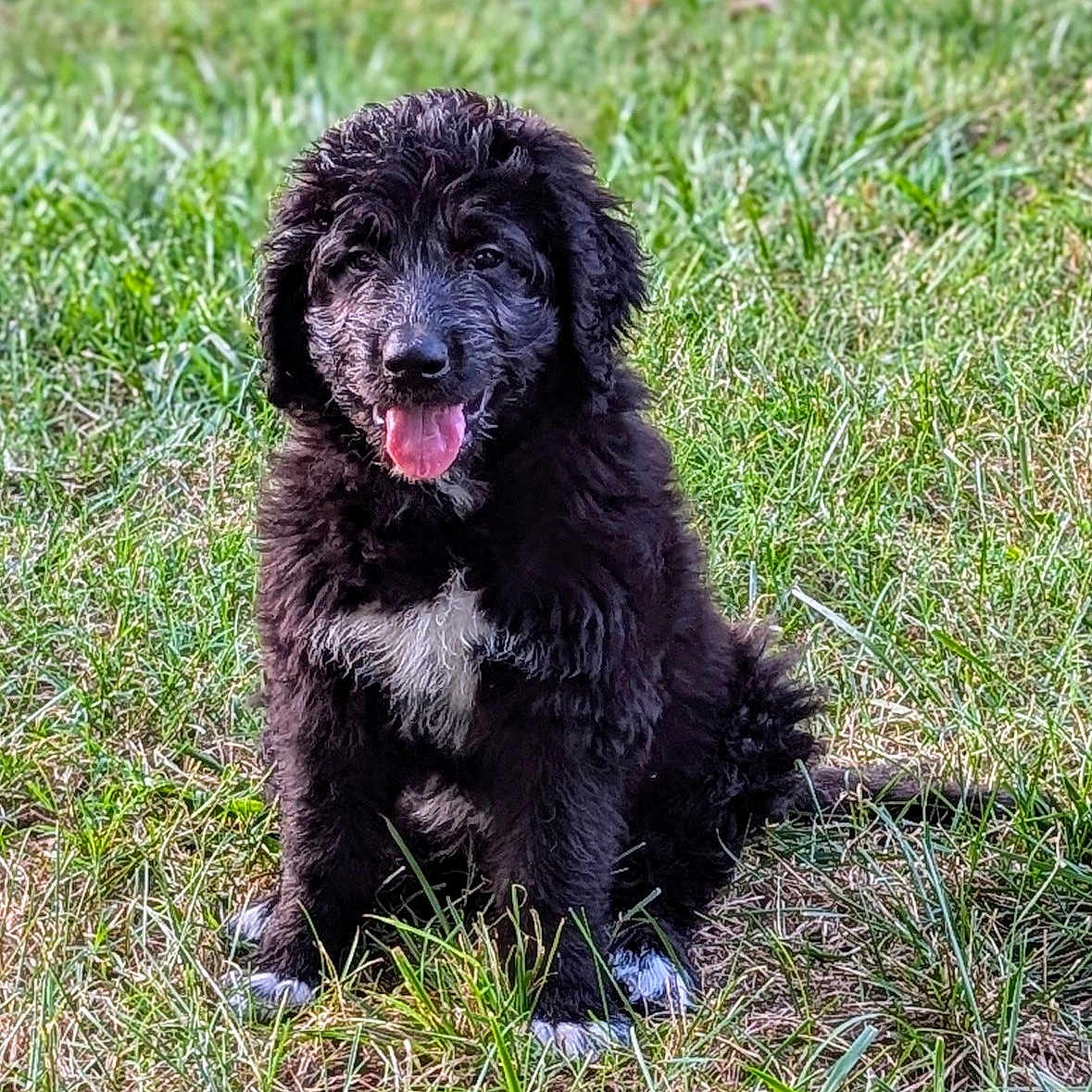 Jinks is registered to the contest to win money with this photo: animal, ball, canine, cockerspaniel, dog, field, football, grass, grassland, lawn, nature, outdoors, pet, plant, poodle, puppy, soccer, soccerball, sport, terrier