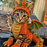 Poly is registered to the contest to win money with this photo: cat, tabby_cat, pet, animal, knitted_costume, dragon_costume, dragon, orange, green, horns, wings, claws, tail, sitting, portrait, indoors, couch, blanket, cute, close_up