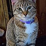 animal, cat, closeup, collar, curious, cute, domestic_cat, ears, feline, fur, green_eyes, indoor, pet, portrait, purple_collar, sitting, tabby, whiskers, wooden_background, young_cat