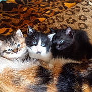 Pacific a rejoint le concours — aidez-le/la à gagner de superbes lots ! animal, black_and_white, blanket, blue_eyes, calico, cat, closeup, cute, feline, fur, indoor, kitten, mammal, pattern, pet, resting, sleepy, snuggle, tabby, whiskers