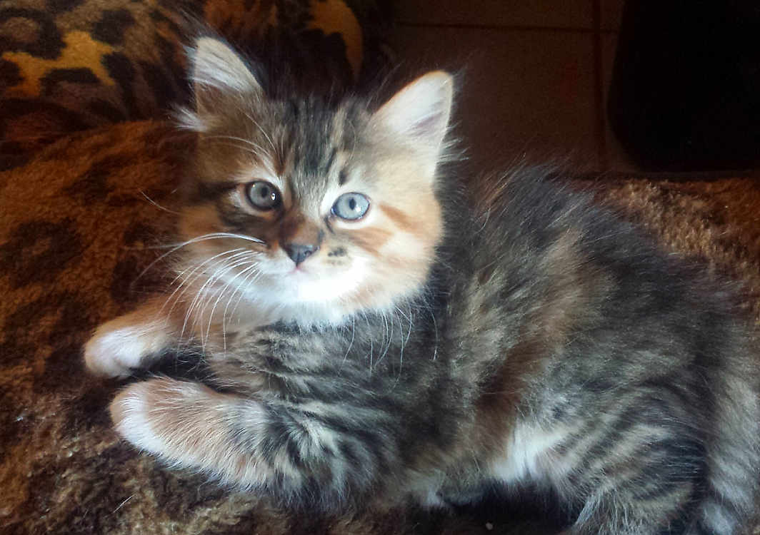 Pacific participe au concours pour gagner de l'argent avec cette photo : adorable, animal, blanket, blue_eyes, cat, curious, cute, feline, fluffy, fur, indoor, kitten, leopard_print, lying_down, pet, resting, small, tabby, whiskers, young