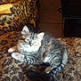 Pacific participe au concours pour gagner de l'argent avec cette photo : animal, blanket, cat, cozy, curious, cute, domestic, feline, fur, indoor, kitten, leopard_print, paws, pet, resting, small, soft, tabby, whiskers, young