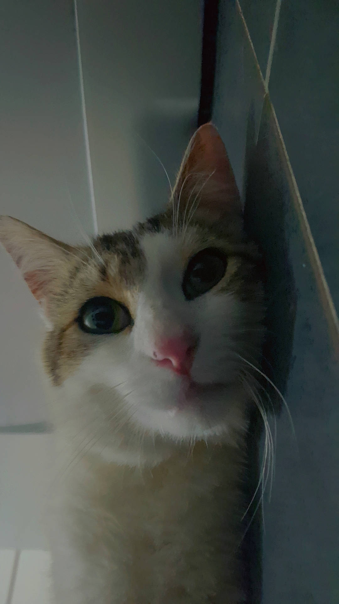 animal, cat, close_up, companion, curious, cute, domestic_cat, ears, face, feline, fur, indoor, looking_up, mammal, pet, pink_nose, portrait, resting, tile, whiskers