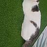 Silver participe au concours pour gagner de l'argent avec cette photo : cat, animal, pet, white_fur, brown_patches, tail, green_carpet, patterned_mat, relaxed, side_view, outdoor, feline, striped_tail, resting, domestic_cat, fur_texture, calm, looking_up, nature, closeup