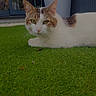 animal, brown, cat, closeup, curious, domestic, door, eye_contact, fur, grass, green, nature, outdoor, patio, pet, potted_plant, relaxed, resting, white, window