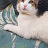 Silver participe au concours pour gagner de l'argent avec cette photo : cat, animal, pet, feline, white_fur, brown_fur, green_eyes, whiskers, ears, nose, rug, patterned_rug, basket, woven_basket, container, indoor, relaxing, laying_down, close_up, curious