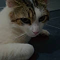 Lilou D.