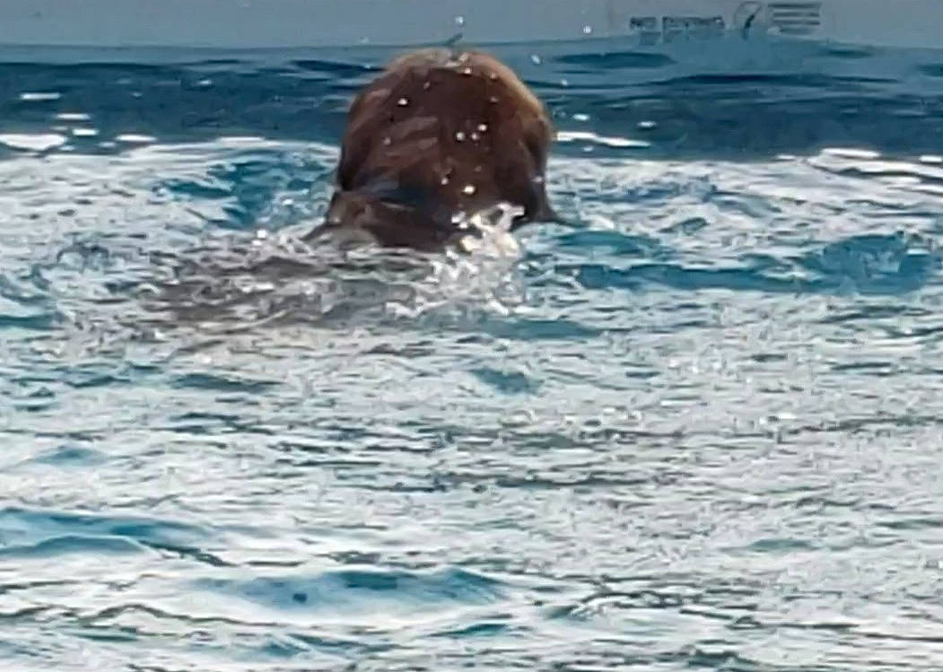 Bravo is registered to the contest to win money with this photo: dog_breed, fluid, liquid, liver, marine_mammal, ocean, sea, snout, sporting_group, water, watercraft, wind_wave